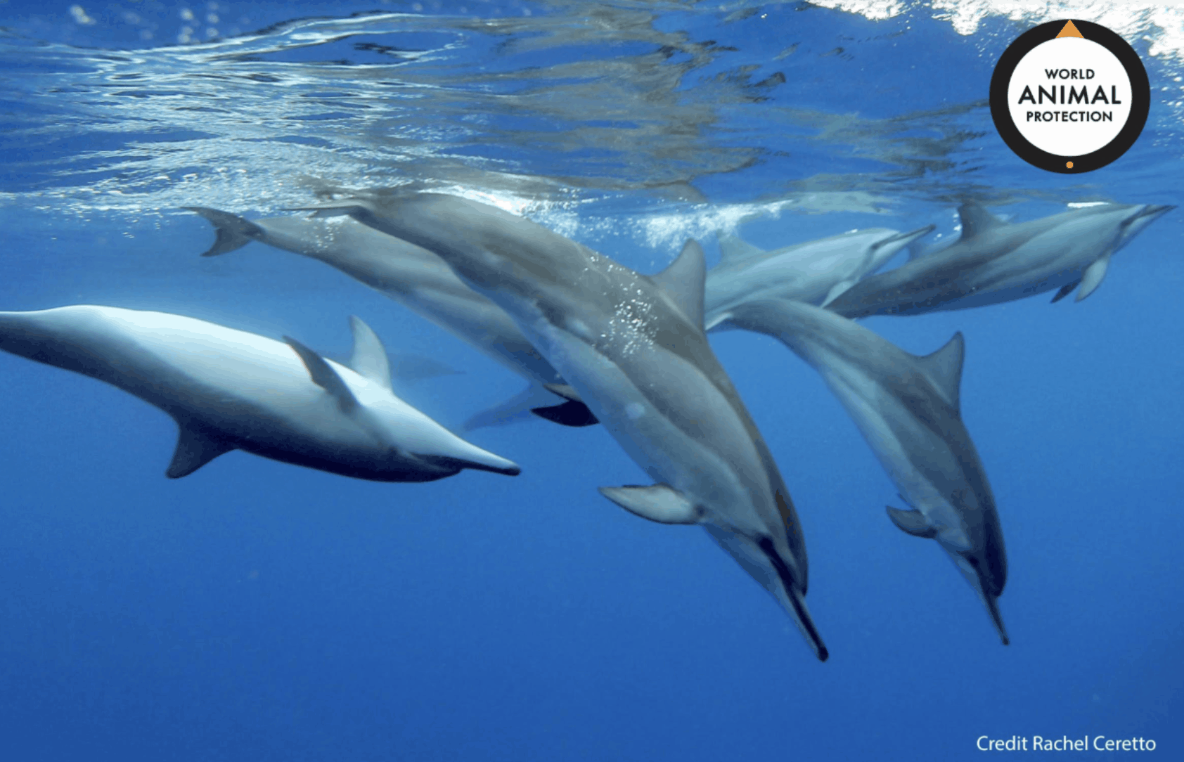 Ben Pearson on Captive Dolphin Breeding